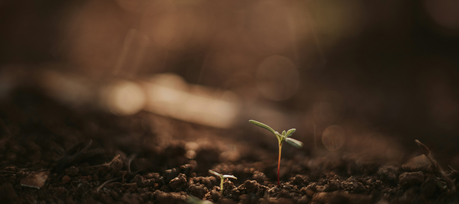 Featured image for FPA Queens Road Small Cap Value Fund 4Q25 Webcast